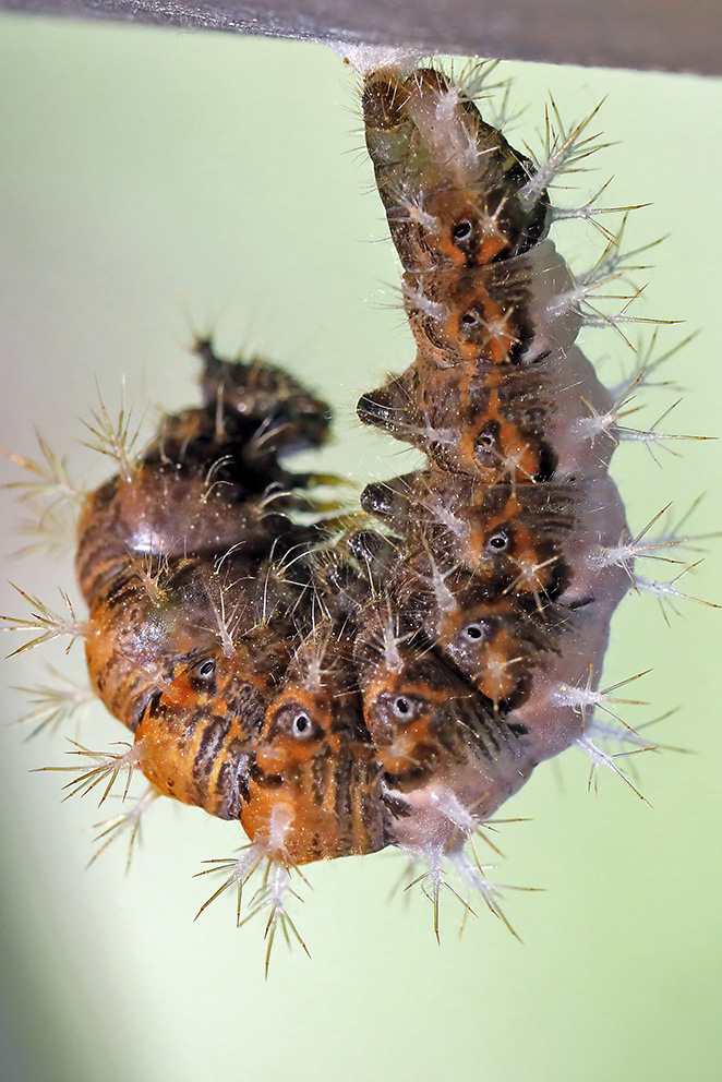 Bruco da determinare